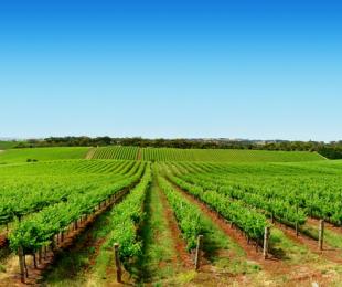 La Comisión se congratula por el acuerdo político sobre las normas transitorias para la política agrícola común (PAC)