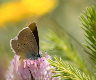 MariposaKleinerAlpine