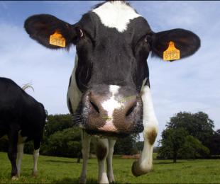 Iniciativa Ciudadana Europea: la Comisión propondrá la eliminación progresiva de las jaulas para animales de granja