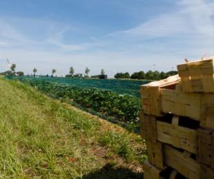imagen de campo de cultivo con cajas de frutas