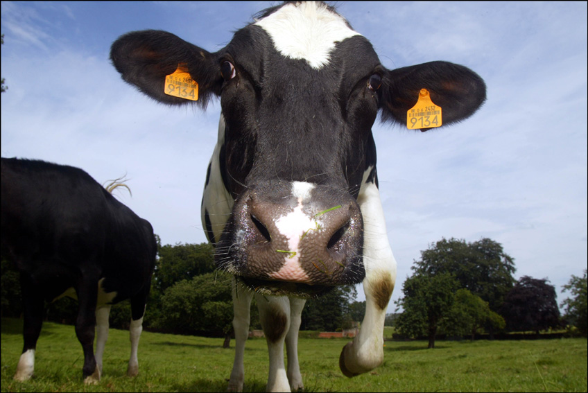 Iniciativa Ciudadana Europea: la Comisión propondrá la eliminación progresiva de las jaulas para animales de granja