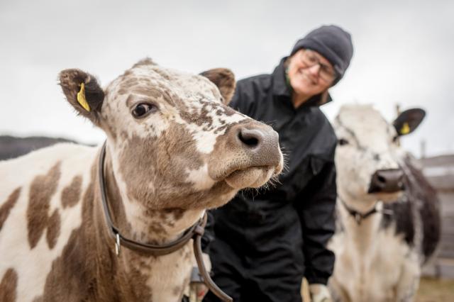 fotografía de dos vacas junto al ganadero