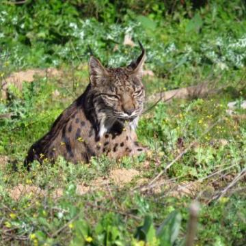 El Gobierno regional se suma a la campaña europea ‘Y tú, ¿qué haces por el Medio Ambiente?’ destacando la recuperación del lince