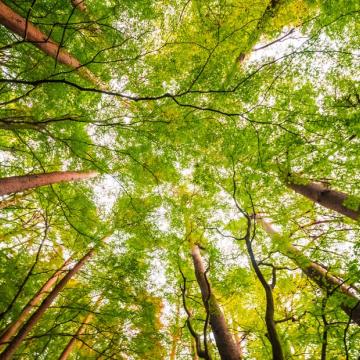 fotografía de bosque con vista del suelo hacia el cielo