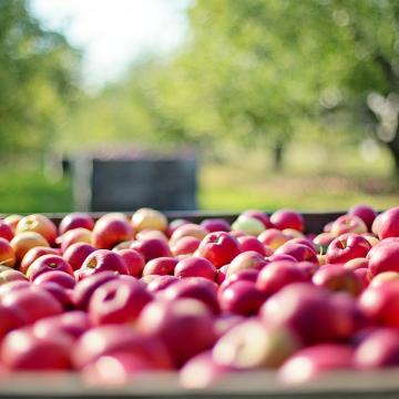 Imagen de Manzanas, Frutas y Granja