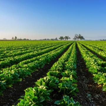 Futuro de la agricultura de la UE