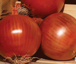 Cebolla de la Mancha