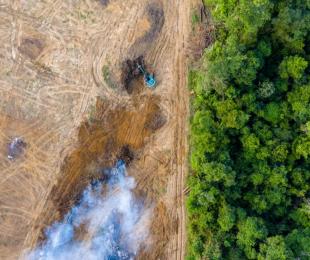 Apoyo a la aplicación del Reglamento de la UE sobre deforestación