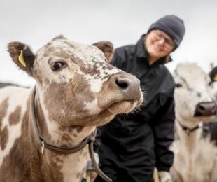 fotografía de dos vacas junto al ganadero