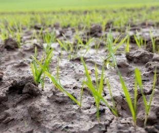 imagen de campo anegado