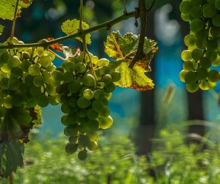 sector vitivinícola