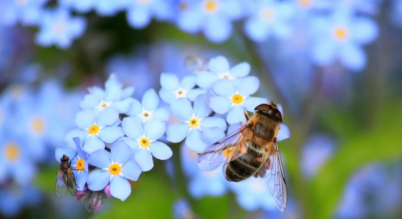 abejas