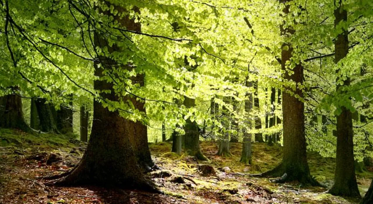 bosque