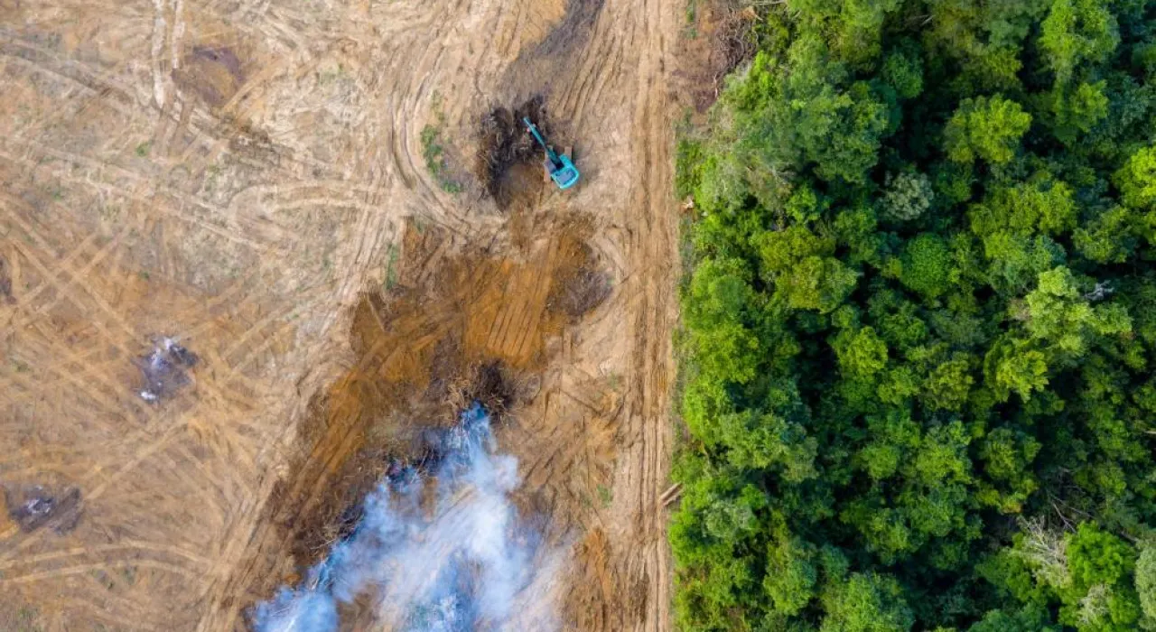 Apoyo a la aplicación del Reglamento de la UE sobre deforestación