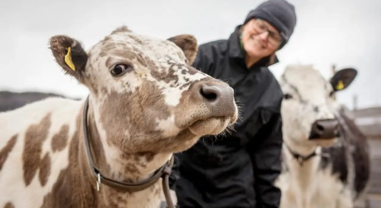 fotografía de dos vacas junto al ganadero
