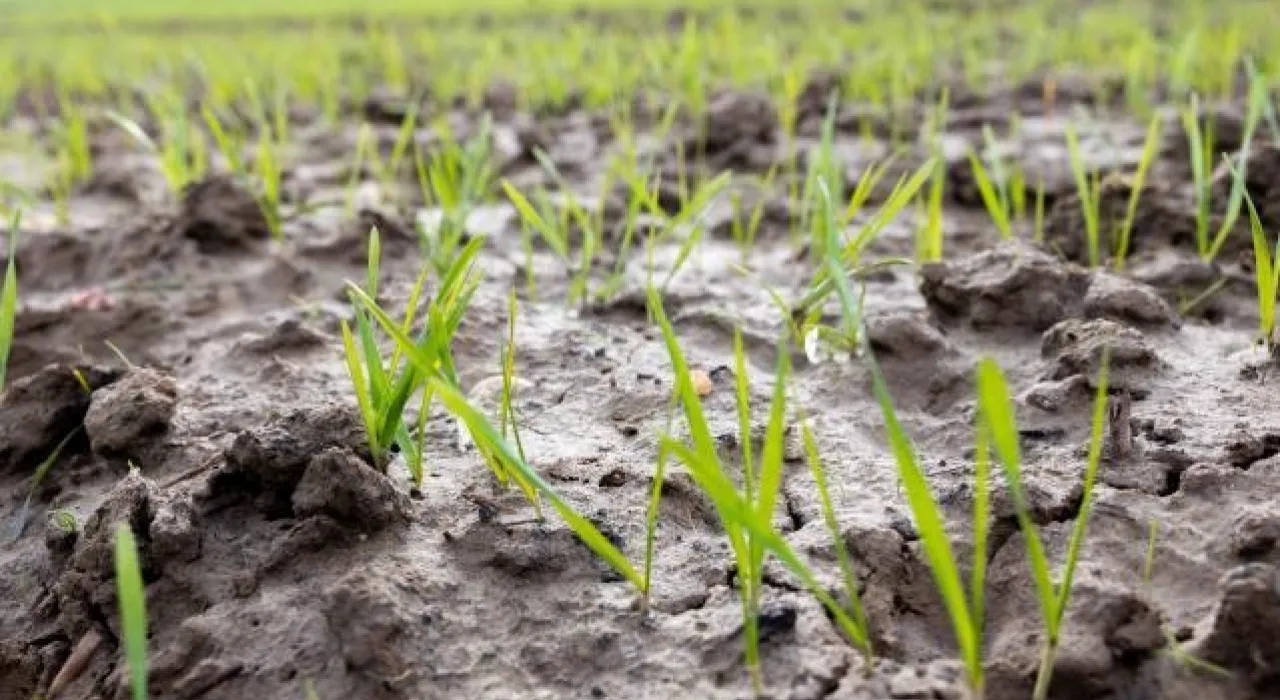 imagen de campo anegado