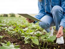 fotografía de un campo de cultivo con una mujer comprobando las plantas