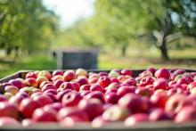Imagen de Manzanas, Frutas y Granja