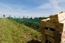 imagen de campo de cultivo con cajas de frutas